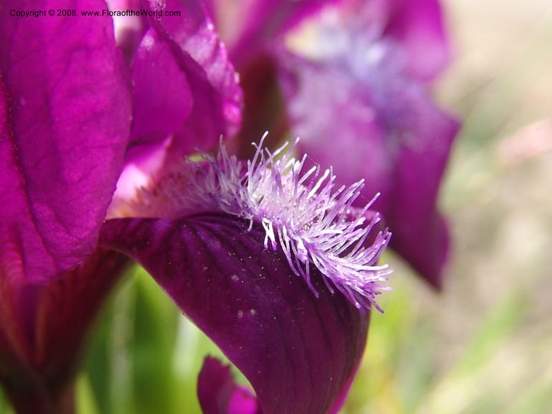 Iris hungarica--Georgia. 0.5 km N of Bakuriani. 8  Jun 05. 011.jpg