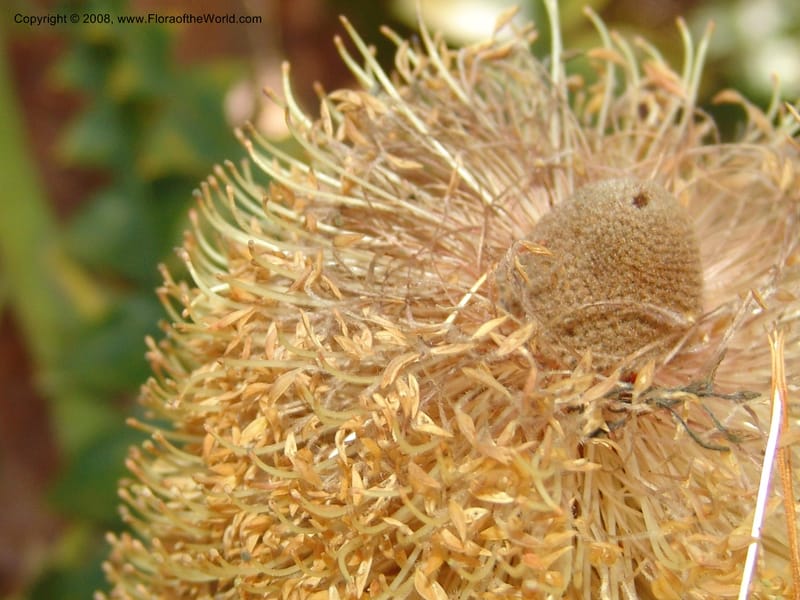 Banksia grandis, 88.120--CA. UC Santa Cruz Arboretum.  1 Jul 06. 104.jpg