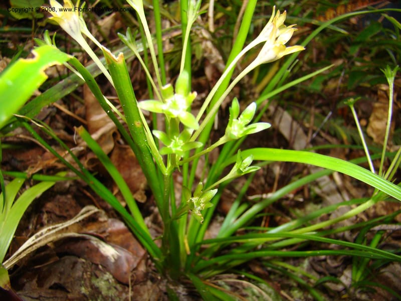 Campynemanthe, JMunzinger4843--New Caledonia. Plateau de Dogny. 19 Nov 07. 148.jpg