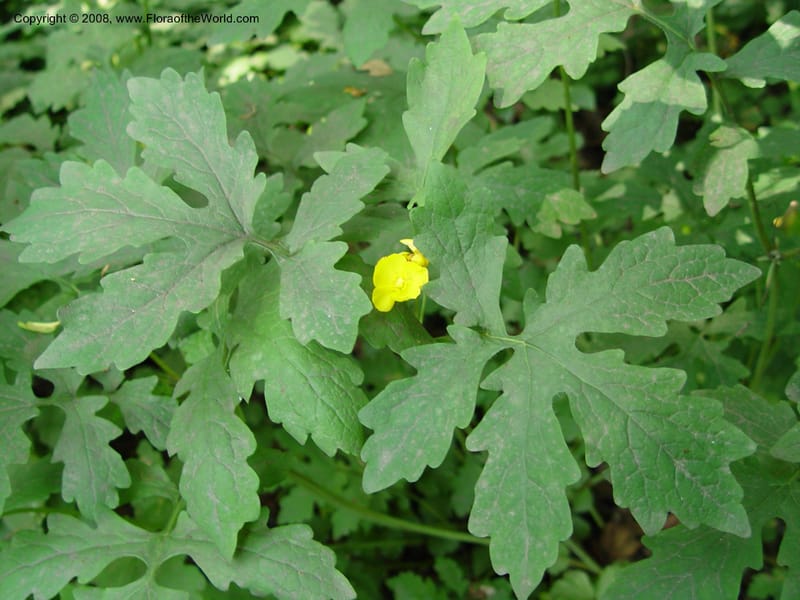 Stylophorum diphyllum--DE. Mt. Cuba Center. 24 Jun 03. 015.jpg