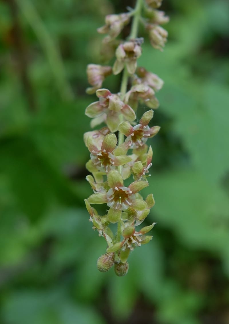 Ribes japonicum--Japan. Niigata. Sasagamine. Yu Memidaira. Forest Therapy Trail. 28 May 2016. DSC04970 (135).JPG