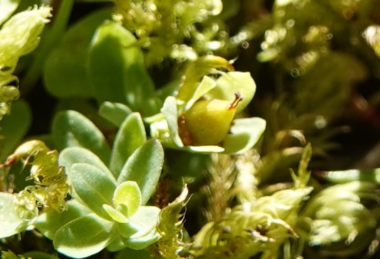 Hypericum anagalloides, C. Davidson 14106--ID. Valley Co. Cloochman Saddle Rd. 30 Aug 2020. DSC06646 (170).JPG
