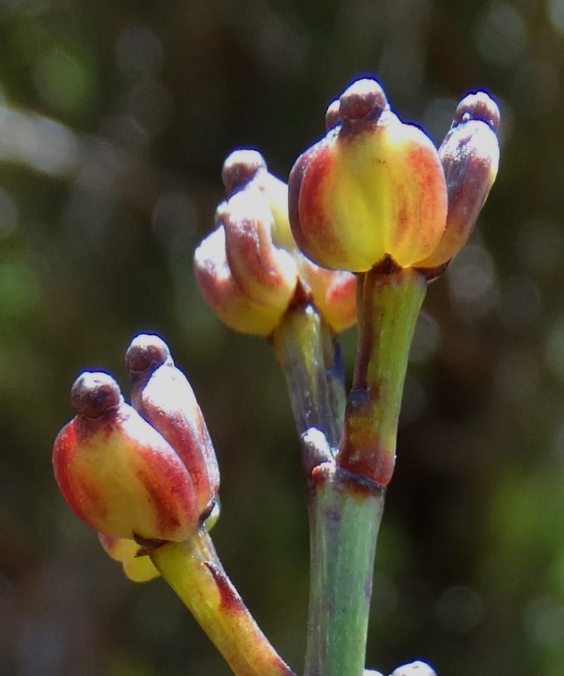 Polyscias, Lowry, P 7417--New Caledonia. PinPin. 20 Nov 2015. DSC03938 (172).JPG