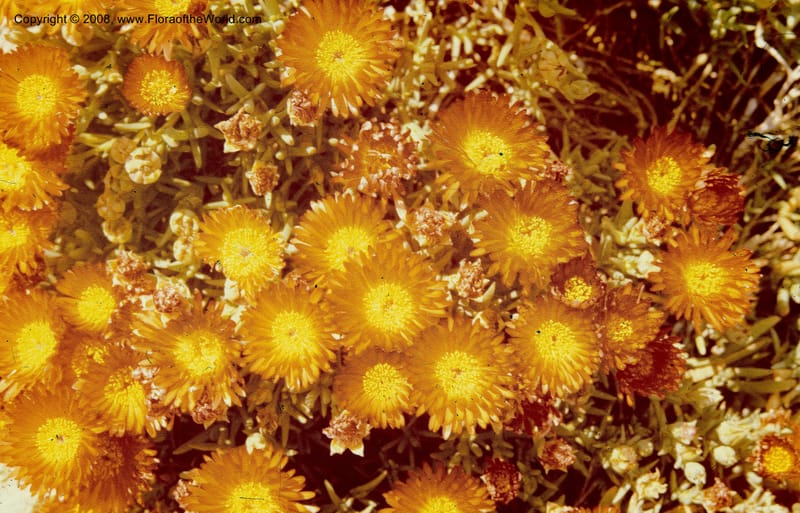 Lampranthus aurantiacus, 19010--CA. Huntington Bot. Garden. Apr 74. 003a.jpg