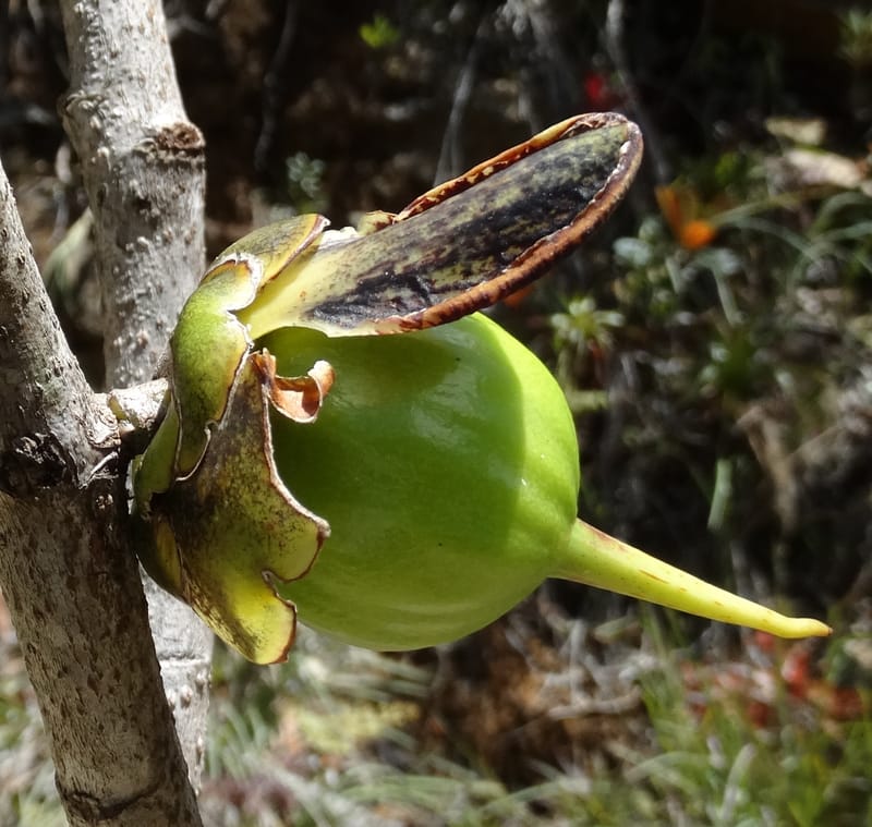Strasburgeria robusta, Lowry, P 7371--New Caledonia. Mont Dzumac. 12 Nov 2015. DSC01563 (218).JPG