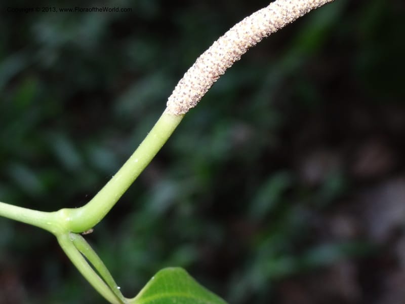 Piper sp. unk., Martinez-Melendez, M 428--Mexico, Chiapas, Palenque-Ocosingo 17 Feb 2012  3251 (10).JPG