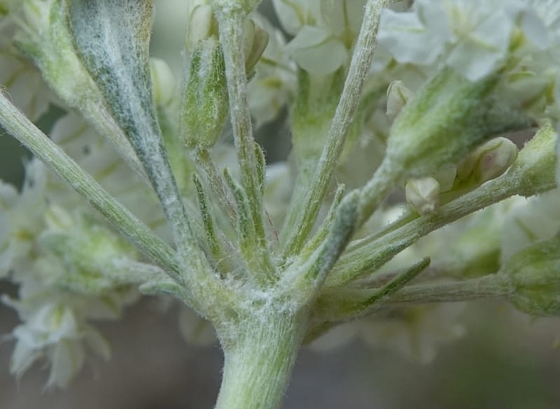 Eriogonum strictum subsp. proliferum, C. Davidson 13 587--ID. Boise Co. Scott Mtn. L.O. Rd. 25 May 2017. DSC00708. JPG (343).JPG
