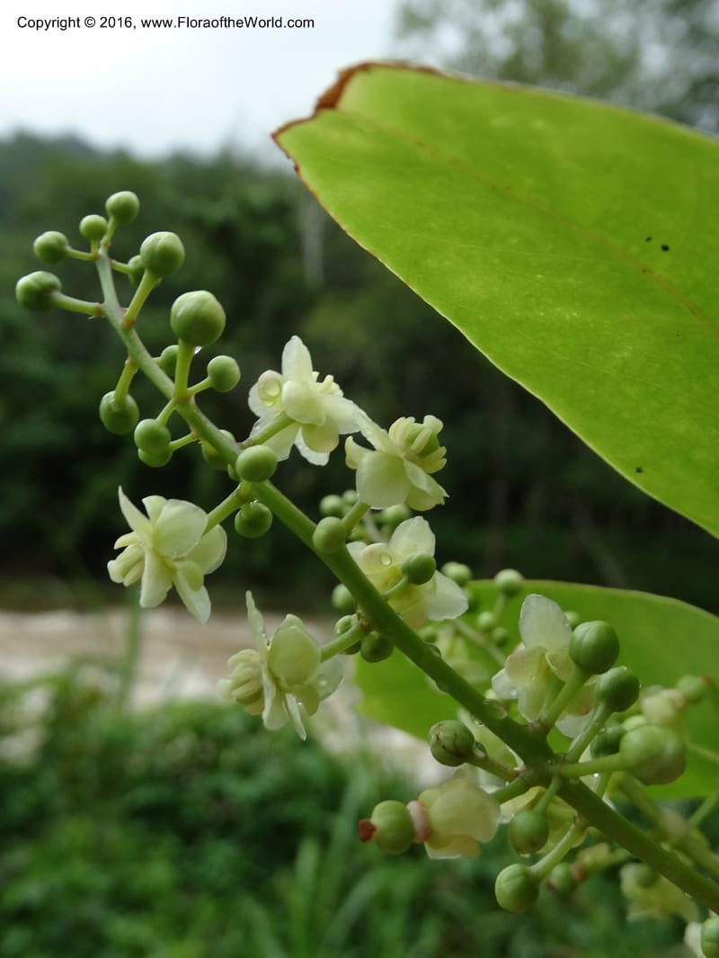 Lepisanthes fruticosa, Buerki, S 361--Sabah. Ulu Senagang. 9 Oct 2014. DSC03434 (50).JPG