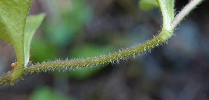 Veronica officinalis, C. Davidson 13799--ID. Latah Co. FSR 447. 7 Jul 2018. DSC05707 (141).JPG