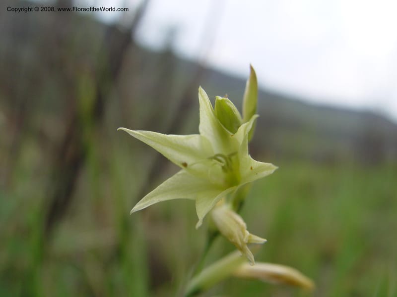 Gladiolus longicollis--So. Africa. Drakensberg Mts. Giant's Castle. 4 Oct 03.. 039.jpg