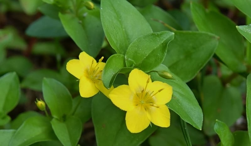 Lysimachia nemorum, Davidson, C 13258--Switzerland. Oberwald. Chapel St. Nikolas. 2 Jul 2016. DSC07728 (535).JPG