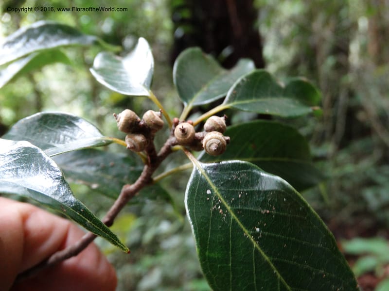 Quercus, Davidson, C 12742--Sabah. Mt. Kinabalu. Bundu Tuhan Trail. 11 Oct 2014. DSC04153 (169).JPG