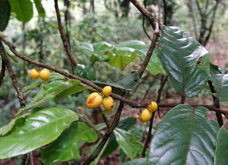 Horsfieldia prainii, D. Boufford 44155--China. Yunnan. Bam Po village. 5 May 2018. DSC02406 (91).JPG