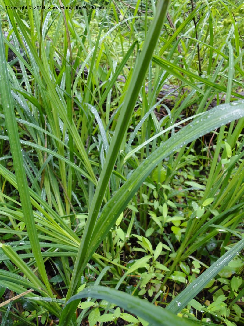 Carex crinata, Mori S 27442, USA, North Carolina, Wake Co., Boyce Bridge Rd., 25 May 2010 (7).JPG