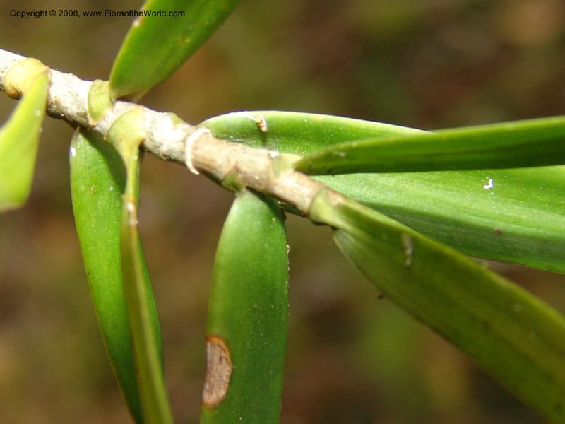 Dracaena, ZRogers1208--Madag. Anjozorobe, Aire Protegee, E Antsahabe. 17 Nov 06. 248.jpg