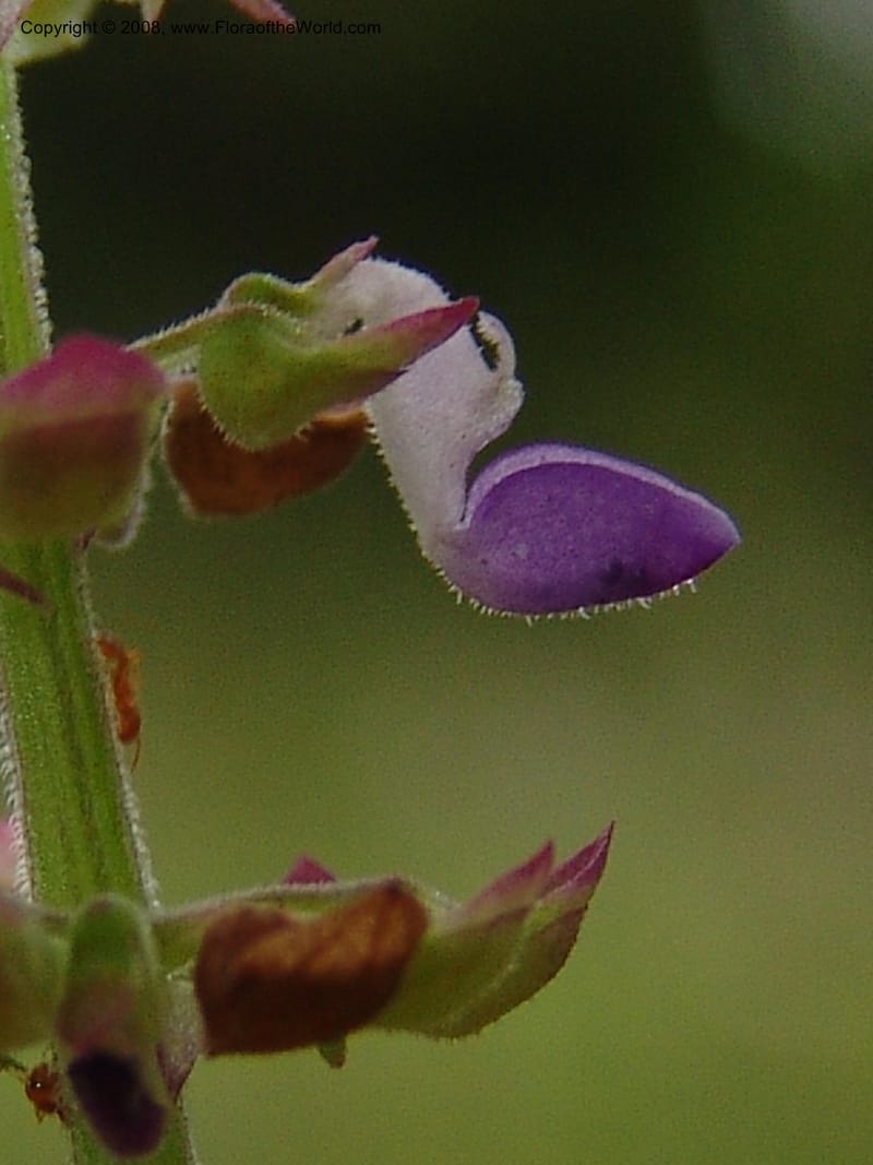 Plectranthus, MLeal1207--Gabon. Prv. Ogooue-Iv. Lope, Ogooue Riv. 21 Apr 06. 544.jpg