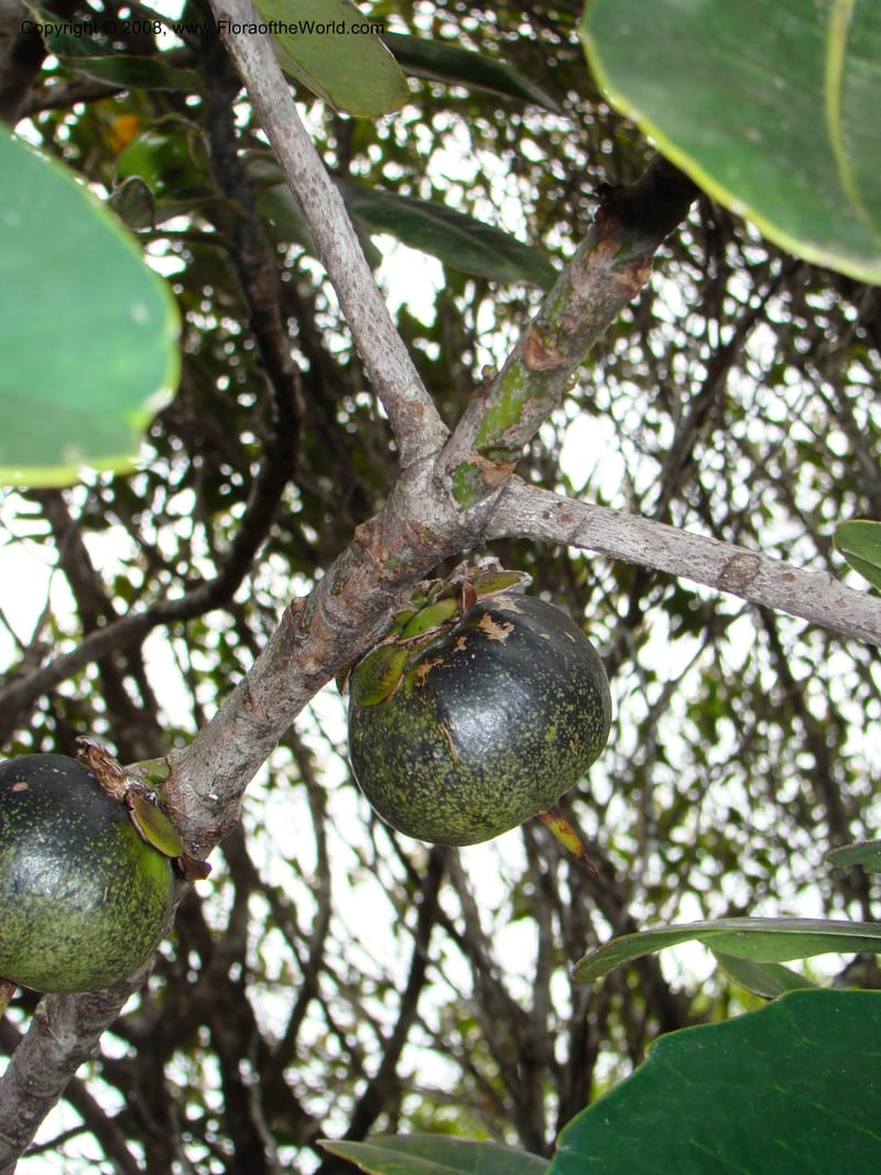 Strasburgeria robusta, JMunzinger4877--New Caledonia. Monts Dzumac. 20 Nov 07. 099.jpg