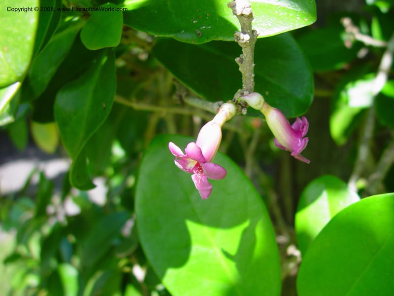 Schlegelia parasitica--FL. Fairchild Tropical Gard. 7 Apr 03. 037.jpg