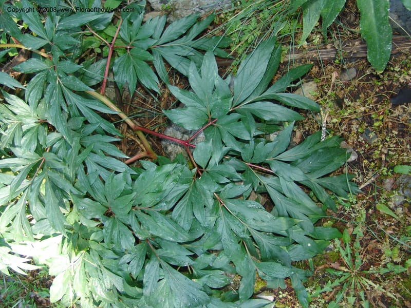 Paeonia clusii ssp clusii--Crete. Samaria Gorge. 27 May 05. 071.jpg