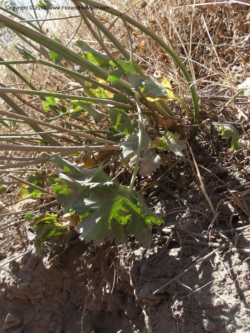 Asteriscium chilensis, Davidson, C 12819--Chile. Ruta J-55 east of Talca. 27 Nov 2014. DSC08479 (83).JPG