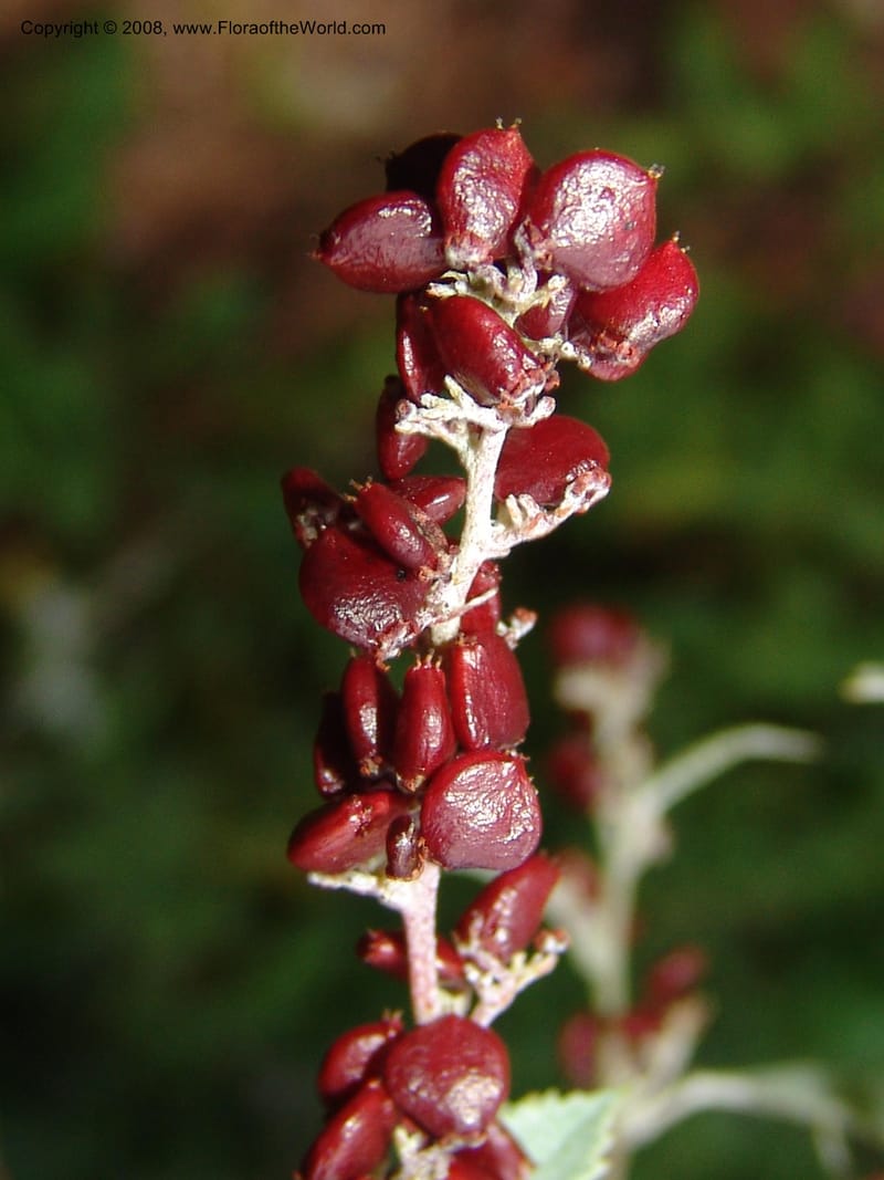 Rhus bartophylla--So.Africa. Lowveld Nat. Bot. Gard.  14 Mch 05. 331.jpg