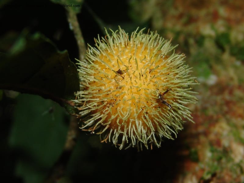 Mayna odorata, AAraujoM1552--Bolivia. Pq. Nac. Madidi. Chalalan. Sendero Wichi. 25 Nov 04. 064.jpg