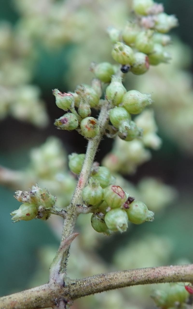 Wendlandia ligustrina, D. Boufford 44129--China. Yunnan. Meizi Lake Park. 3 May 2018. DSC01424 (254).JPG