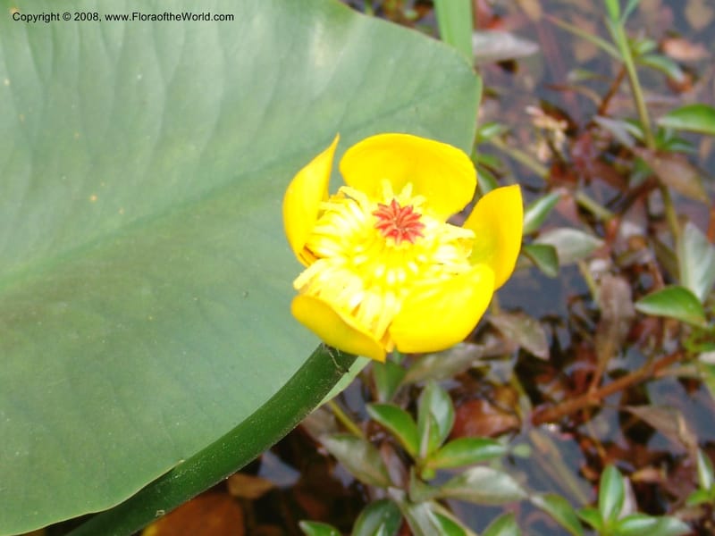 Nuphar pumila--China. Hubei. Wuhan Botanical Garden. 20 Apr 07. 137.jpg