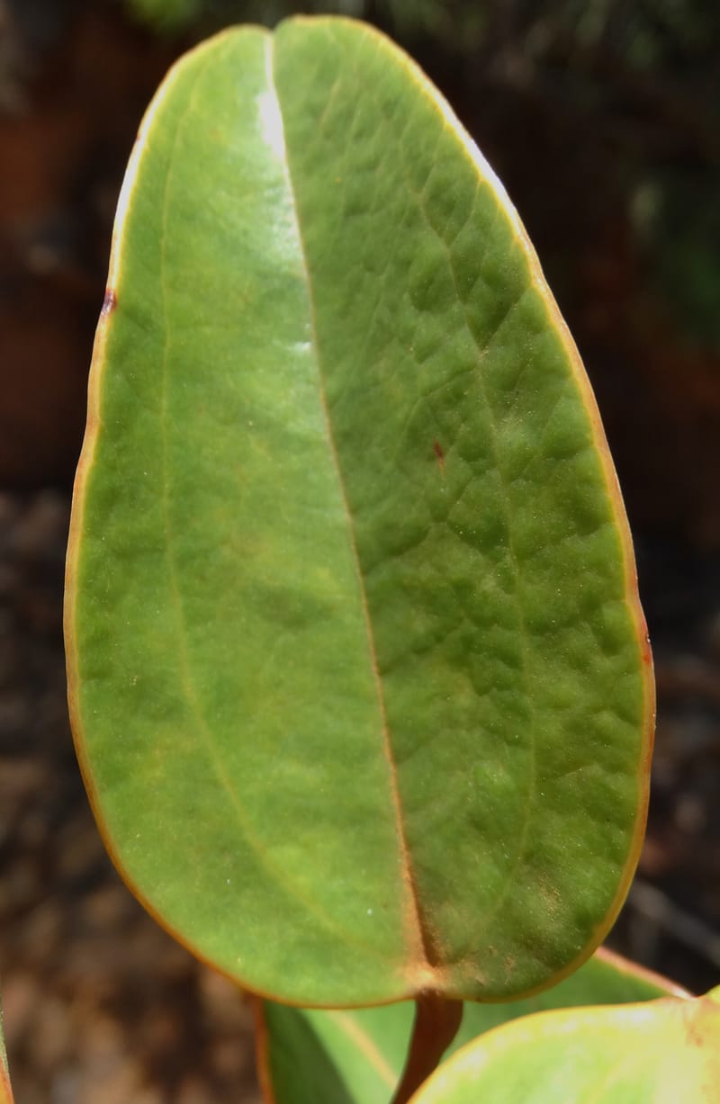 Smilax, Munzinger, J 7482--New Caledonia. PinPin. 20 Nov 2015. DSC03938 (221).JPG