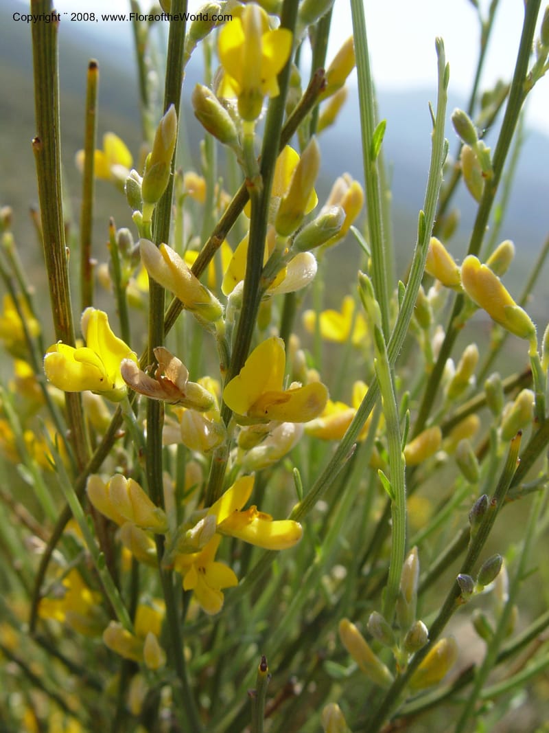 Genista ramosissima--Spain. Andalucia. On C333, ca. 5 km E of Orgiva. 14 Apr 04. 085.jpg