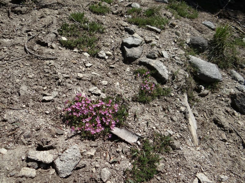 Douglasia, Davidson, C 12194--ID. Boise Co. Scott Mtn. Lookout Road. 18 Jun 2013. DSC06609 (87).JPG