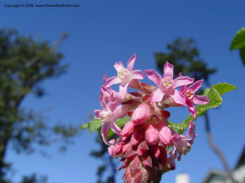Ribes sanguineum v. glutinosum--CA. Alameda Co. Skyline Dr. just N of Huckleberry Bot. Reg. Pres. 11 Feb 04. 079.jpg