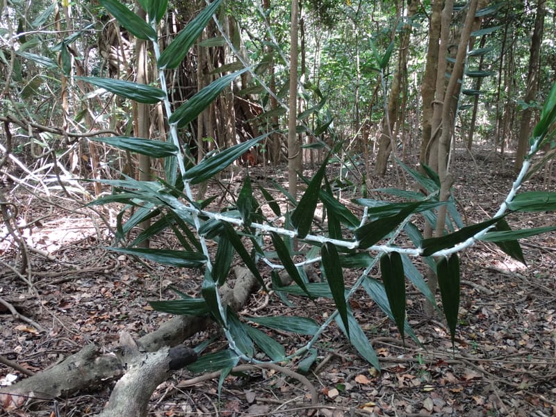 Flagellaria, Callmander, M 1254--New Caledonia. Nehoue Forest. 17 Nov 2015. DSC03041 (213).JPG
