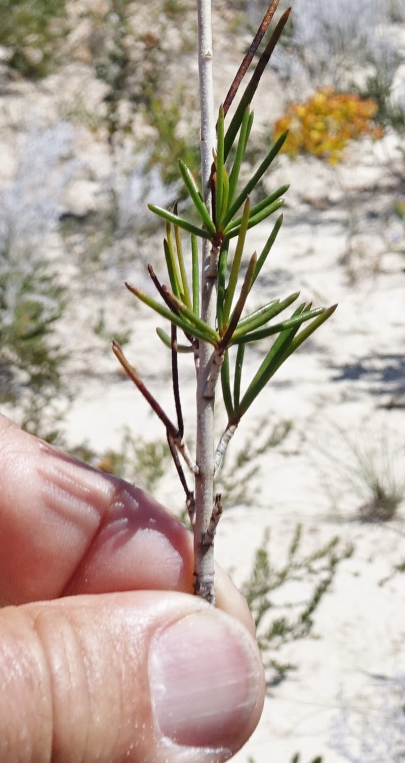 Verticordia nobilis, Davidson, C 13427--Australia. W.A. Green Head-Coorow Rd. Stop 2. 24 Oct 2016. DSC04873 (120).JPG