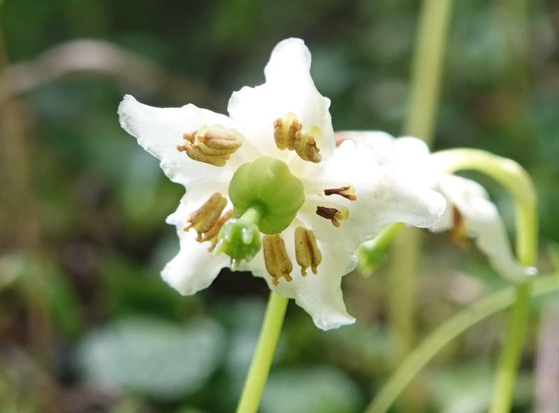 Moneses uniflora, C. Davidson 14039--ID. Valley Co. Sylvan Cr. Payette Lake. 31 July 2019. DSC01112 (7).JPG