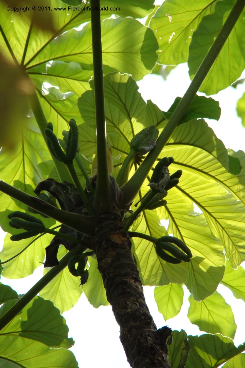 Cecropia peltata, Phillipson 6117--Madagascar. Prov. Fianarantsoa. Manombo Nat. Park. 13 Jan 09. 077 (8).jpg