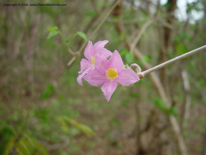 Arrabidaea--Costa Rica. Palo Verde Biol. Sta. 1 Apr 03. 002.jpg