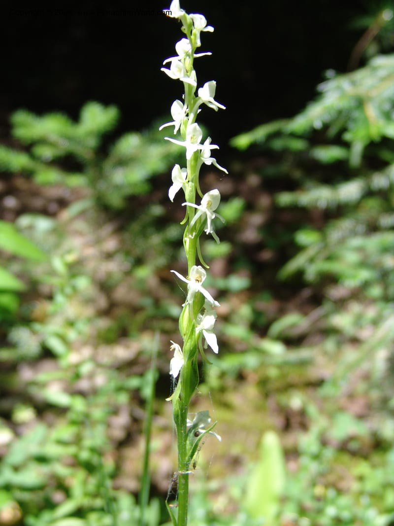 Platanthera dilatata v. leucostachys--ID. Valley Co. Sylvan Beach reservoir and trail. 24 Jul 05. 132.jpg