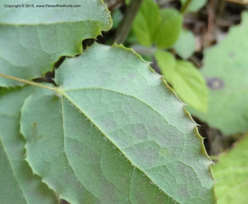 Epimedium, Boufford, D 43586--China. Sichuan. Tudiling Tunnel. 6 May 2014. DSC03860 (190).JPG