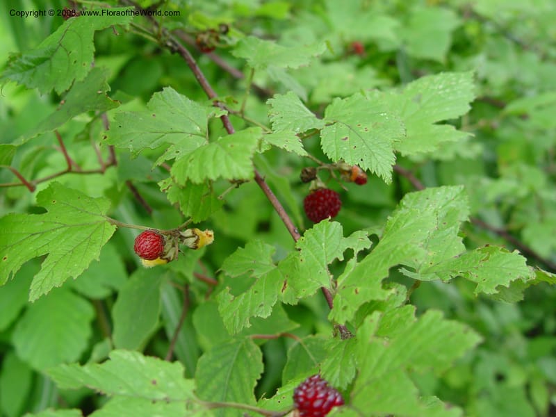 Rubus--Japan. Honshu. Shiga Pref. Ibukiyama. 18 Jul 03. 011.jpg