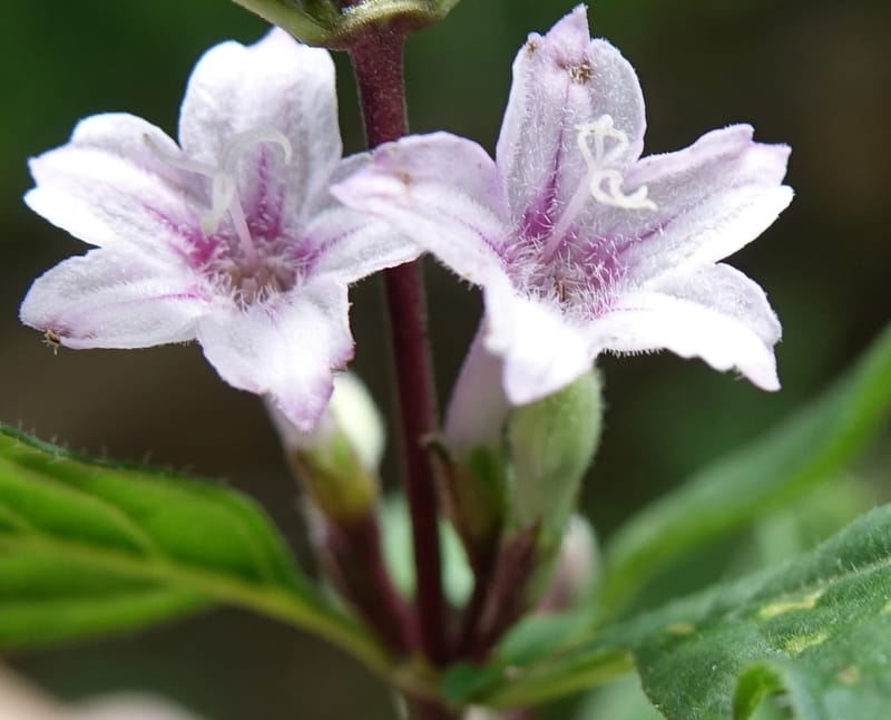 Leptodermis pilosa var. pilosa, C. Davidson 13764--China. Sichuan. Yibailingba-gou. 12 Aug 2017. DSC04660 (285).JPG