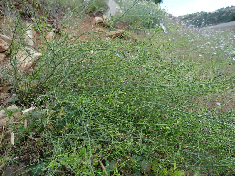 Scrophularia--Kurdistan. 2nd stop after Tawilla. 22 May 2013. DSC04763 (51).JPG