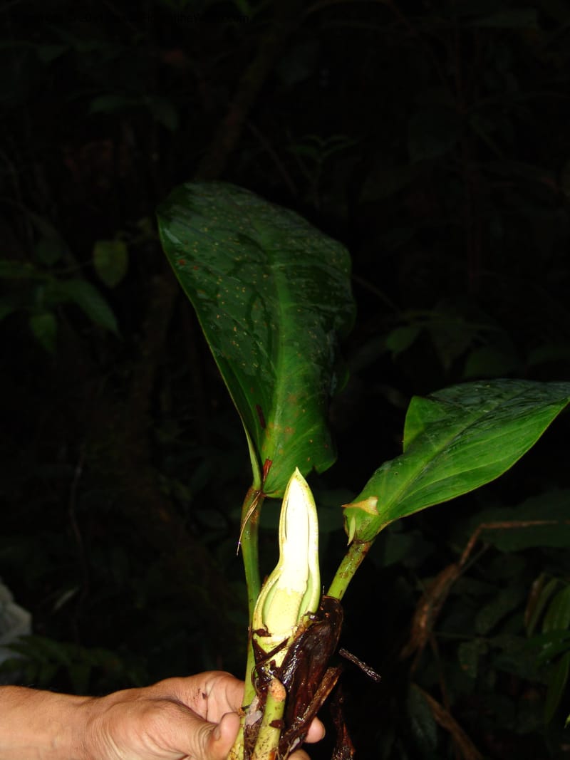 Philodendron, RVasquez31562--Peru. Prov. Oxa. Estac. Paujil. Send. El Mirador. 16 Oct 06. 504.jpg