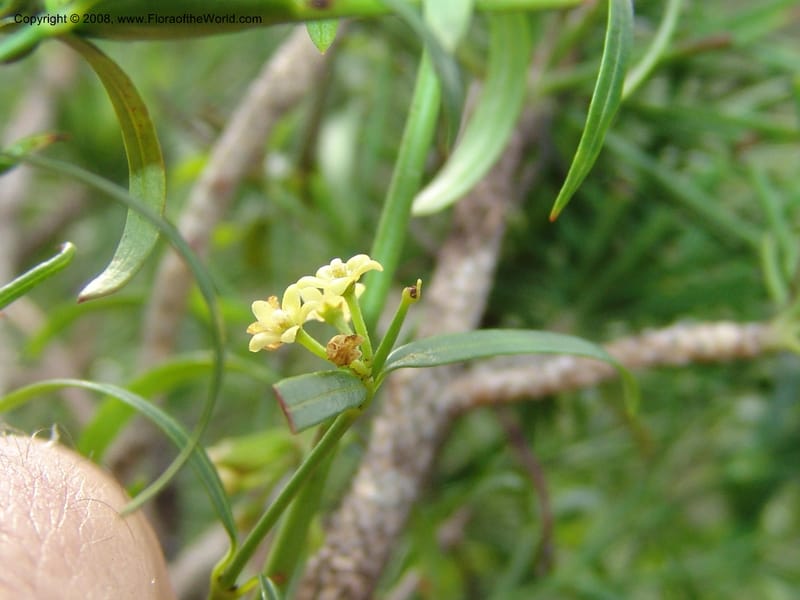 Secamone alpinii--So.Africa. E. Cape. Uitenhage Nat. Res. 6 Mch 05. 088.jpg