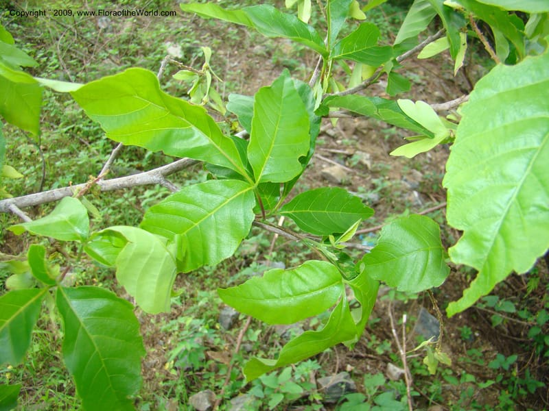 Thouinidium, WDStevens27328--Nicaragua. N.Segov. N of Ocotal, rd to Las Manos. 18 Jun 08. 039.jpg