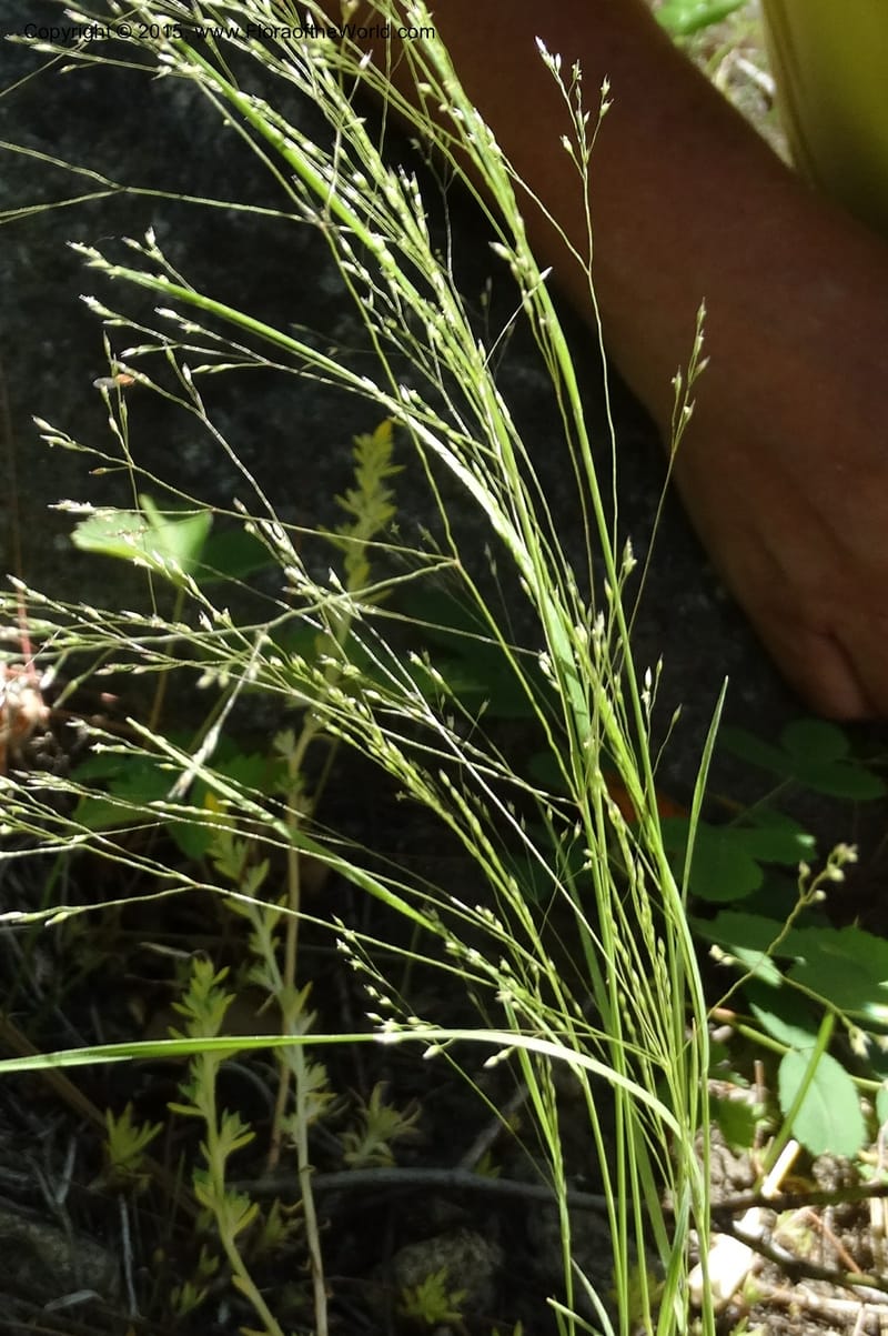 Agrostis scabra, Davidson, C 12566--Idaho. Valley Co. Payette Lake. Sylvan Beach. 12 Jul 2014. DSC09429 (251).JPG