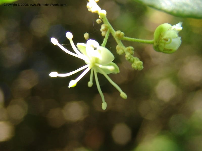 Capparis fascicularis--So.Africa. E. Cape. Maitland Nat.Res. 5 Mch 05. 087.jpg
