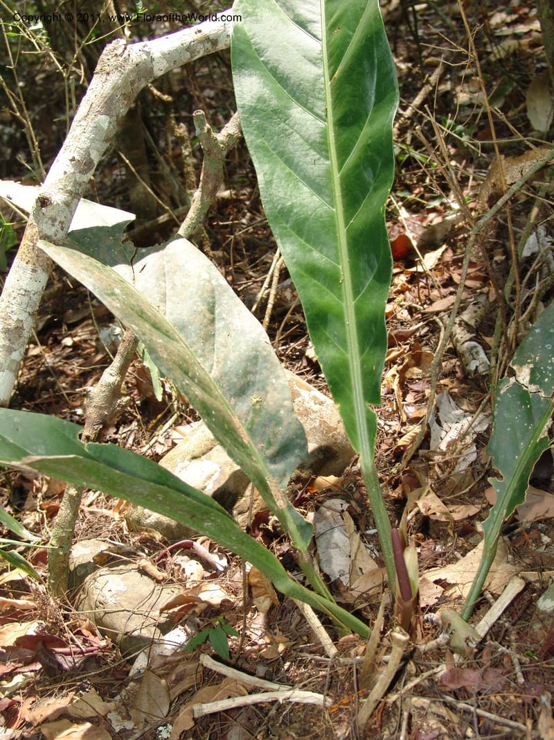 Anthurium plowmanii, AraujoM2908--Bolivia. F. Tamayo. Rio Machariapu. 17 Sep 06. 283 (13).jpg