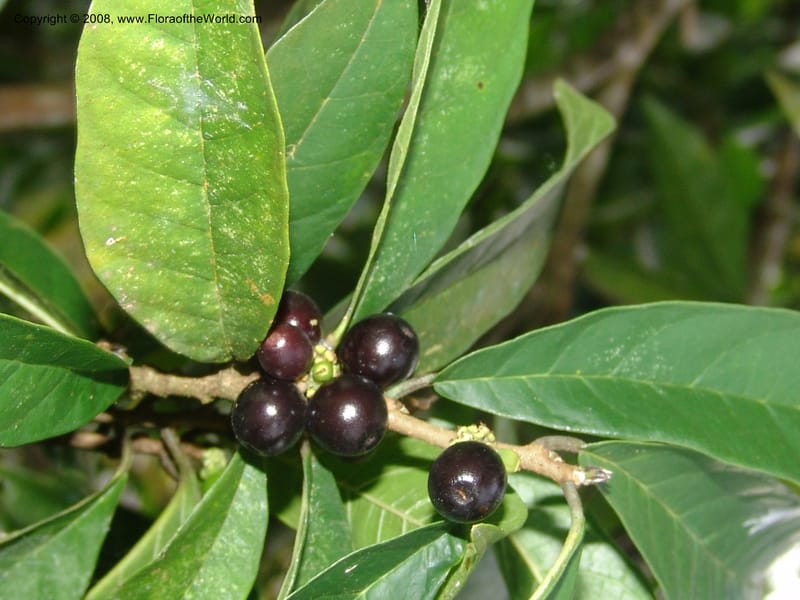 Sorocea sprucei, AAraujoM1576--Bolivia. Pq. Nac. Madidi. Laguna Chalalan. 26 Nov 04. 323.jpg