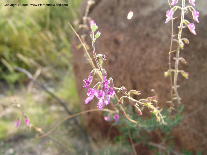 Syncolostemon cf--So.Africa. Mpumal. R577 N of Lydenburg. 16 Mch 05. 121.jpg